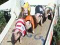 Pig racing
