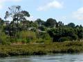 Mangroves, Tauranga Harbour