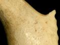 Bone fish hooks