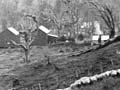 Bush clearance