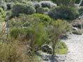 Scree garden, Dunedin Botanic Garden