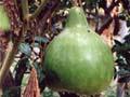 Hue – gourd (2nd of 3)