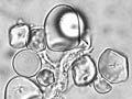 Microfossils