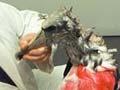 Dead seabirds
