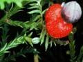 Kahikatea berries (1st of 4)