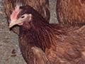 Barn-raised hens