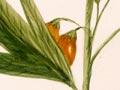 Poroporo plant