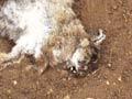 Rabbits killed by RHD