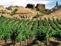 Central Otago vineyard
