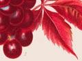 Grape plants