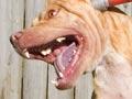 Dangerous dog (1st of 2)