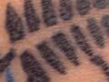 Wearing the silver fern