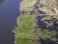 Whangamarino Wetland