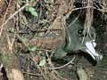 Westland petrel (3rd of 3)