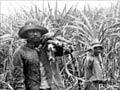 Sugar cane workers, Queensland