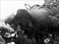 Rituals of encounter: hongi