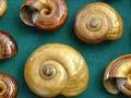 <em>Powelliphanta</em> snail shells