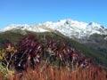 Mountain neinei, Mt Arthur