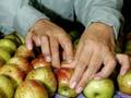 Seasonal workers: Pacific Island workers packing apples