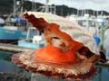 Whitianga Scallop Festival
