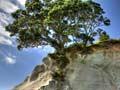 Coromandel beaches: Cathedral Cove