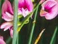 Pink broom