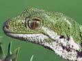 Marlborough green gecko