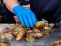 Havelock Mussel Festival