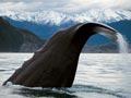 Whales in Kaikōura: sperm whale
