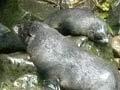 Seals in the Ōhau Stream