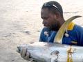 Tagged tuna