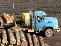 Logs waiting to be shipped