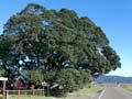 Te Waha o Rerekohu pōhutukawa