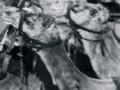 The Imperial Camel Corps in Palestine