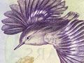 Third series of banknotes: $2