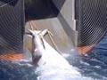 Video: Japanese whaling in Antarctica
