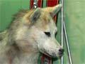 Last of the huskies