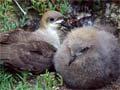 Kermadec petrel and chick