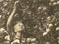 Harvesting oranges, Raoul Island
