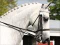 Equestrian activities: A & P show pony event