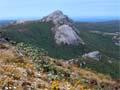 Stewart Island alpine plants
