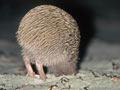 Stewart Island kiwi