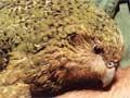 Kākāpō on Stewart Island