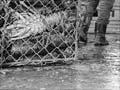 Audio: Crayfish boom