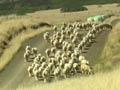 Video: Farming on the Chathams