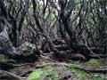 Rātā forest, Auckland Island