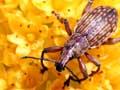 Weevil on <em>Bulbinella rossii</em> flower
