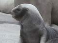 Video: Hooker's sea-lion pups