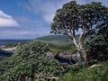 <em>Olearia lyallii</em>, the Snares