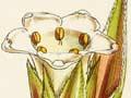 Interactive: Colour plate from Flora antarctica 